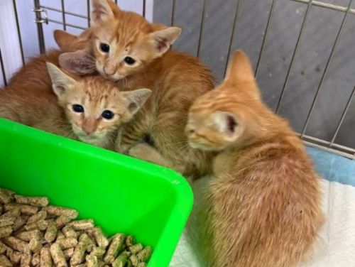 新北動保溫馨提醒：發現奶貓別急著帶走！攜手社區推動TNVR，打造人貓共好的友善環境